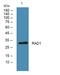 RAD1 Checkpoint DNA Exonuclease antibody, A01396-1, Boster Biological Technology, Western Blot image 