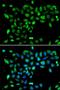 Dual Specificity Tyrosine Phosphorylation Regulated Kinase 2 antibody, LS-C346187, Lifespan Biosciences, Immunofluorescence image 