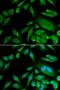 Cyclin Dependent Kinase 6 antibody, LS-C331529, Lifespan Biosciences, Immunofluorescence image 