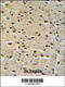 Catenin Alpha 1 antibody, 62-340, ProSci, Immunohistochemistry paraffin image 