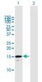 Regulator Of G Protein Signaling 21 antibody, H00431704-B01P, Novus Biologicals, Western Blot image 