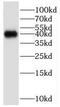 G Protein Subunit Beta 5 antibody, FNab03543, FineTest, Western Blot image 