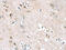 Adrenoceptor Beta 3 antibody, CSB-PA831980, Cusabio, Immunohistochemistry frozen image 