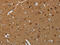 TGF-Beta Activated Kinase 1 (MAP3K7) Binding Protein 1 antibody, CSB-PA269153, Cusabio, Immunohistochemistry frozen image 