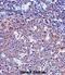 Sialophorin antibody, abx027827, Abbexa, Immunohistochemistry frozen image 