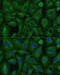 Translocase Of Inner Mitochondrial Membrane 8 Homolog B antibody, 16-249, ProSci, Immunofluorescence image 
