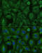Translocase Of Inner Mitochondrial Membrane 8 Homolog B antibody, 16-249, ProSci, Immunofluorescence image 