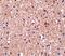 Stathmin 1 antibody, PA5-20382, Invitrogen Antibodies, Immunohistochemistry frozen image 