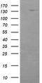 ERBB2 antibody, TA503504, Origene, Western Blot image 