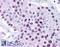 MAGE Family Member A6 antibody, LS-B886, Lifespan Biosciences, Immunohistochemistry frozen image 