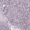 Barrier To Autointegration Factor 1 antibody, HPA039242, Atlas Antibodies, Immunohistochemistry frozen image 