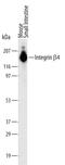 Integrin Subunit Beta 4 antibody, MAB4054, R&D Systems, Western Blot image 