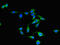 P21 (RAC1) Activated Kinase 3 antibody, CSB-PA017407LA01HU, Cusabio, Immunofluorescence image 