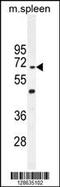 Coiled-Coil Domain Containing 9 antibody, 55-418, ProSci, Western Blot image 
