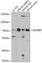 Minichromosome Maintenance Complex Binding Protein antibody, GTX33311, GeneTex, Western Blot image 