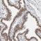 Interferon regulatory factor 9 antibody, HPA001862, Atlas Antibodies, Immunohistochemistry frozen image 