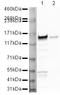 Neurofilament Medium antibody, PA5-19783, Invitrogen Antibodies, Western Blot image 