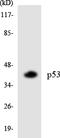 p53 antibody, LS-C200450, Lifespan Biosciences, Western Blot image 