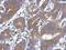 Ataxin 10 antibody, NBP2-15493, Novus Biologicals, Immunohistochemistry frozen image 