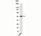 STE20 Related Adaptor Beta antibody, 33-008, ProSci, Western Blot image 
