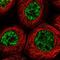 Mastermind Like Transcriptional Coactivator 3 antibody, PA5-58073, Invitrogen Antibodies, Immunofluorescence image 
