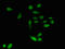 Emerin antibody, orb48168, Biorbyt, Immunofluorescence image 