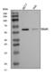 Torsin 1A Interacting Protein 1 antibody, A06631-1, Boster Biological Technology, Western Blot image 