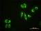 EH Domain Containing 4 antibody, H00030844-M01, Novus Biologicals, Immunofluorescence image 