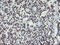 Non-POU Domain Containing Octamer Binding antibody, LS-C337750, Lifespan Biosciences, Immunohistochemistry frozen image 