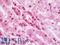 Nucleobindin 2 antibody, LS-B10089, Lifespan Biosciences, Immunohistochemistry paraffin image 