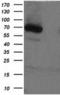 Aminoacylproline aminopeptidase antibody, TA501383S, Origene, Western Blot image 