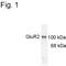 Glutamate Ionotropic Receptor AMPA Type Subunit 2 antibody, PA1-4659, Invitrogen Antibodies, Western Blot image 