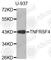 TNF Receptor Superfamily Member 4 antibody, A3646, ABclonal Technology, Western Blot image 