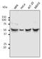Tubulin Alpha 4a antibody, LS-B14624, Lifespan Biosciences, Western Blot image 
