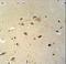 Ras Related GTP Binding D antibody, LS-C162765, Lifespan Biosciences, Immunohistochemistry frozen image 