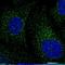 BTB Domain Containing 3 antibody, NBP1-84214, Novus Biologicals, Immunocytochemistry image 