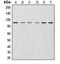 Cullin 1 antibody, MBS821982, MyBioSource, Western Blot image 