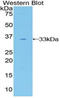 GRB2 Associated Binding Protein 3 antibody, LS-C294329, Lifespan Biosciences, Western Blot image 