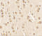 Nucleobindin 2 antibody, 7271, ProSci Inc, Immunohistochemistry frozen image 