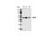 Cell Division Cycle 37 antibody, 4222S, Cell Signaling Technology, Western Blot image 
