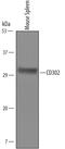 CD302 Molecule antibody, AF6424, R&D Systems, Western Blot image 