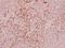 Fibrillin 1 antibody, A00559, Boster Biological Technology, Immunohistochemistry frozen image 