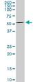 Myelin Associated Glycoprotein antibody, ab89780, Abcam, Western Blot image 