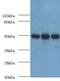 Histone Acetyltransferase 1 antibody, LS-C375884, Lifespan Biosciences, Western Blot image 