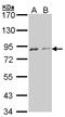 Serine/threonine-protein kinase Nek4 antibody, LS-C185503, Lifespan Biosciences, Western Blot image 