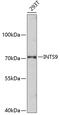 Integrator Complex Subunit 9 antibody, 19-486, ProSci, Western Blot image 