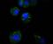 Activating Transcription Factor 5 antibody, M02792, Boster Biological Technology, Immunofluorescence image 