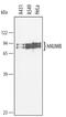 NUMB Endocytic Adaptor Protein antibody, AF4338, R&D Systems, Western Blot image 