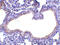 Secretory Leukocyte Peptidase Inhibitor antibody, 4249, ProSci, Immunohistochemistry frozen image 