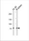 PR/SET Domain 1 antibody, TA324553, Origene, Western Blot image 